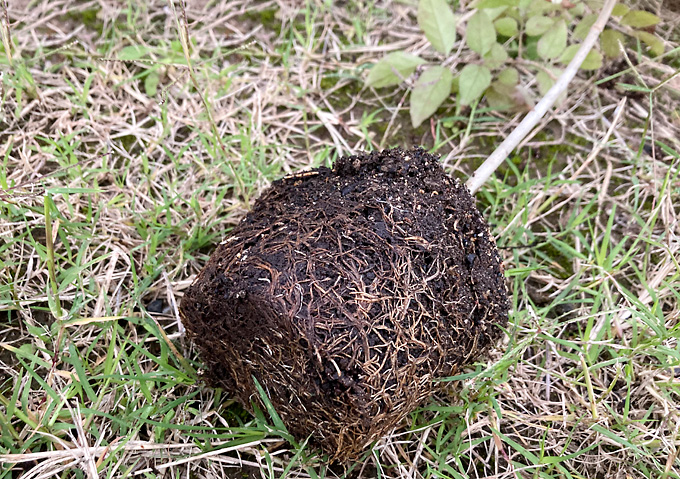 根詰まり解消（竹植木鉢）・雑木林の庭／アオダモの移し替え