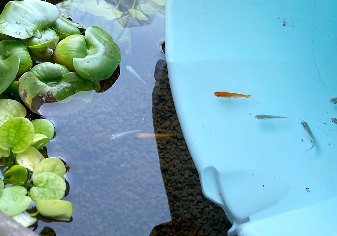 メダカ温度調整（水あわせ）／赤メダカ／青メダカ：メダカ鉢での飼育方法／水草（ホテイソウ・アマゾンチドメグサ・アナカリス・マツバ）