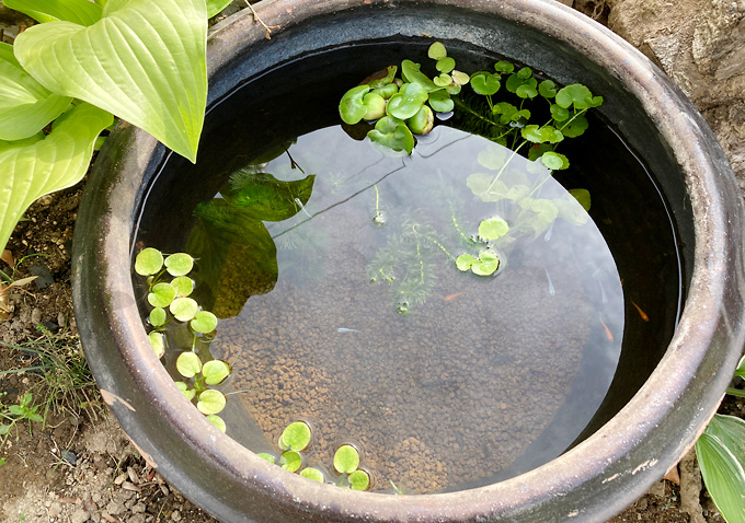 メダカ温度調整（水あわせ）／赤メダカ／青メダカ：メダカ鉢での飼育方法／水草（ホテイソウ・アマゾンチドメグサ・アナカリス・マツバ）