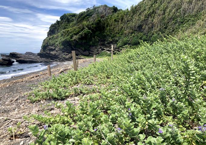 ハマ号の栽培方法／地植え時期と管理／自生地／千葉県／薄紫色の花ハーブ／シソ科ハマゴウ属自生地