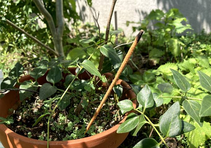 インド仕込みの蚊よけ対策／ナグチャンパNAGCHANPAがいい香りでおすすめ！ナチュラル／低刺激