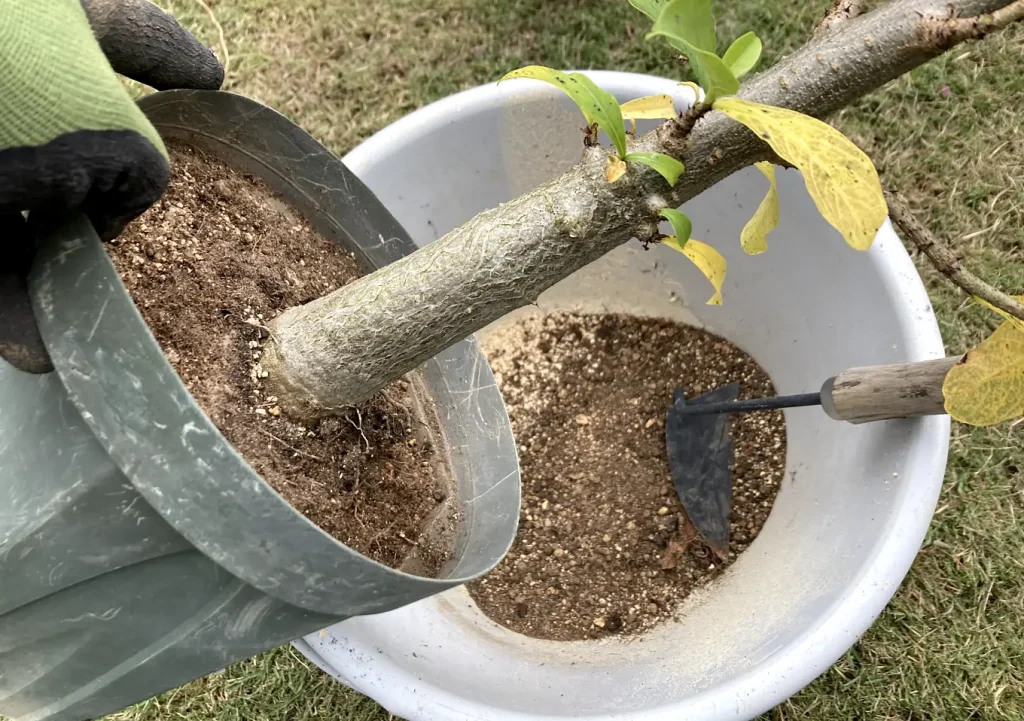 観葉植物の冬支度／虫退治方法／一晩水に漬けて殺虫／オージープランツ／熱帯植物／ビカクシダ