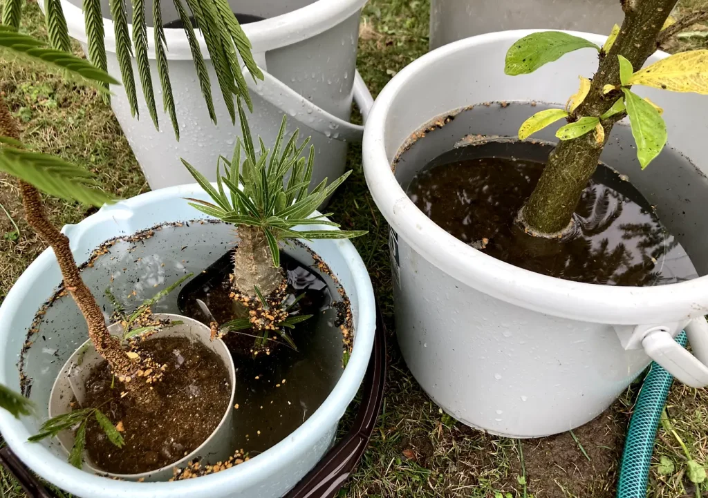 観葉植物の冬支度／虫退治方法／一晩水に漬けて殺虫／オージープランツ／熱帯植物／ビカクシダ