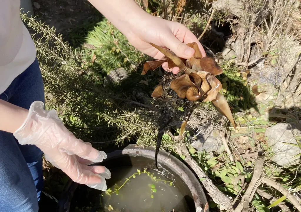 メダカ鉢の掃除(3月)/冬場の水鉢管理方法(青メダカ/ミナミヌマエビ/アマゾンフロッグピット/ホテイソウ/ウォーターコイン)越冬・関東