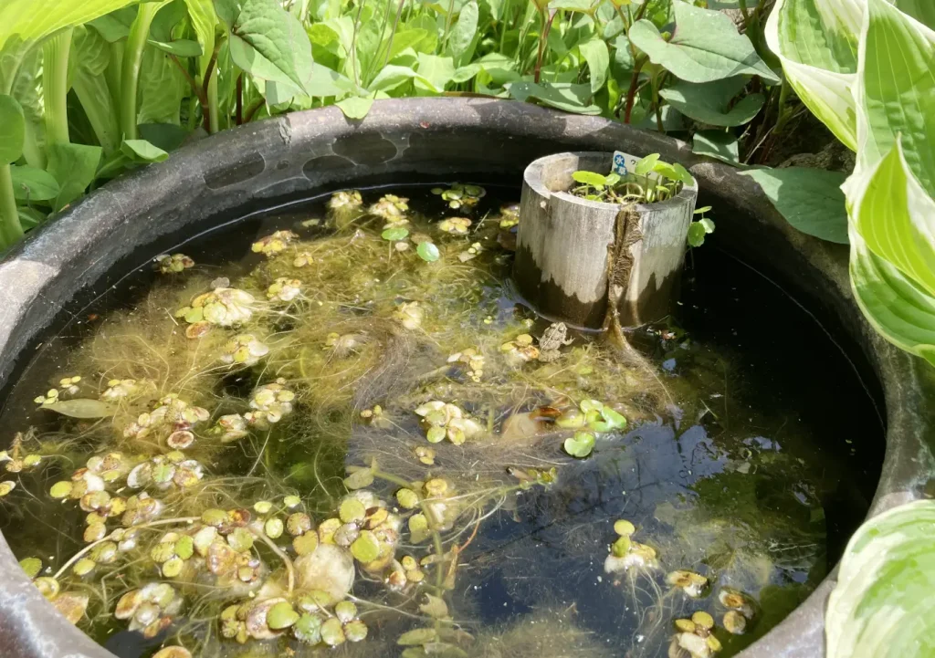 メダカ鉢の掃除(3月)/冬場の水鉢管理方法(青メダカ/ミナミヌマエビ/アマゾンフロッグピット/ホテイソウ/ウォーターコイン)越冬・関東