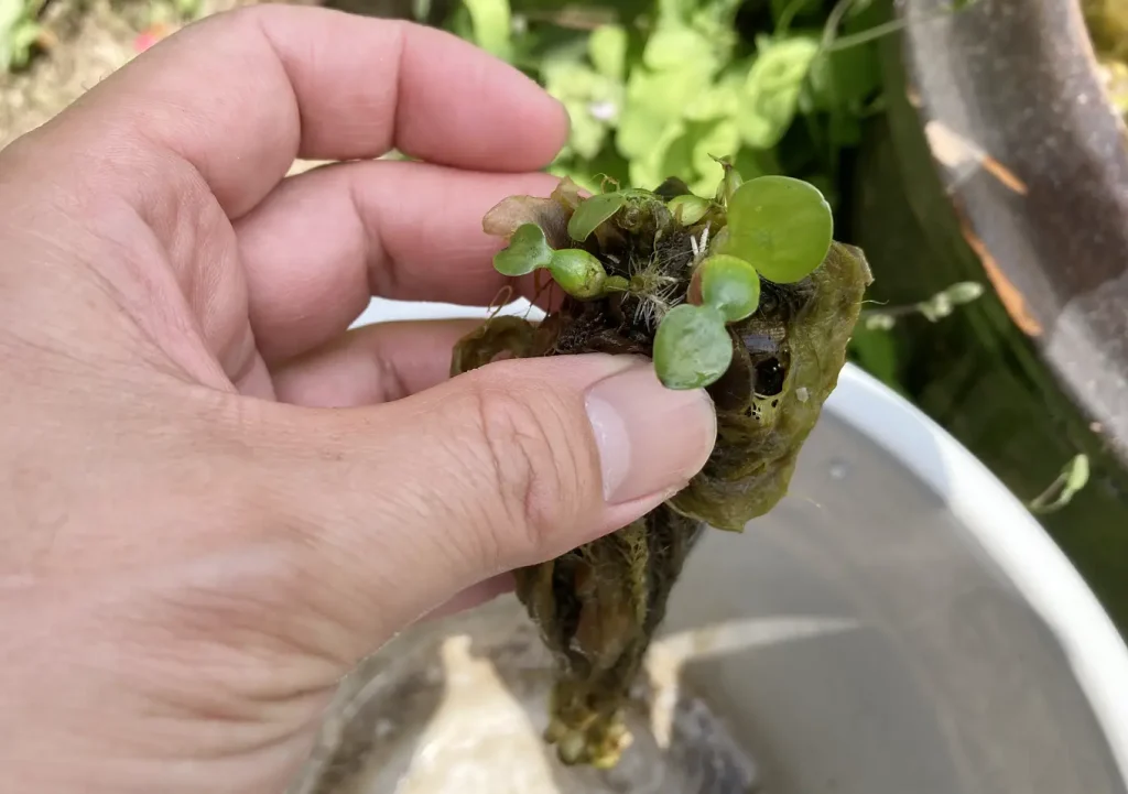 メダカ鉢の掃除(3月)/冬場の水鉢管理方法(青メダカ/ミナミヌマエビ/アマゾンフロッグピット/ホテイソウ/ウォーターコイン)越冬・関東