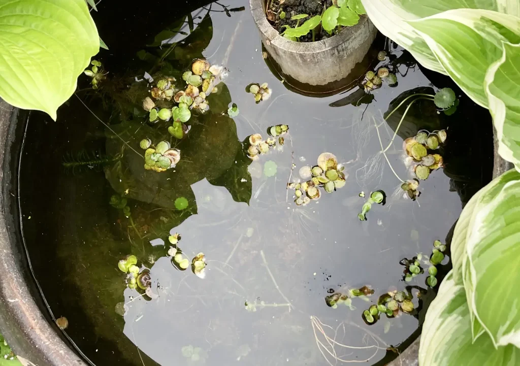 メダカ鉢の掃除(3月)/冬場の水鉢管理方法(青メダカ/ミナミヌマエビ/アマゾンフロッグピット/ホテイソウ/ウォーターコイン)越冬・関東