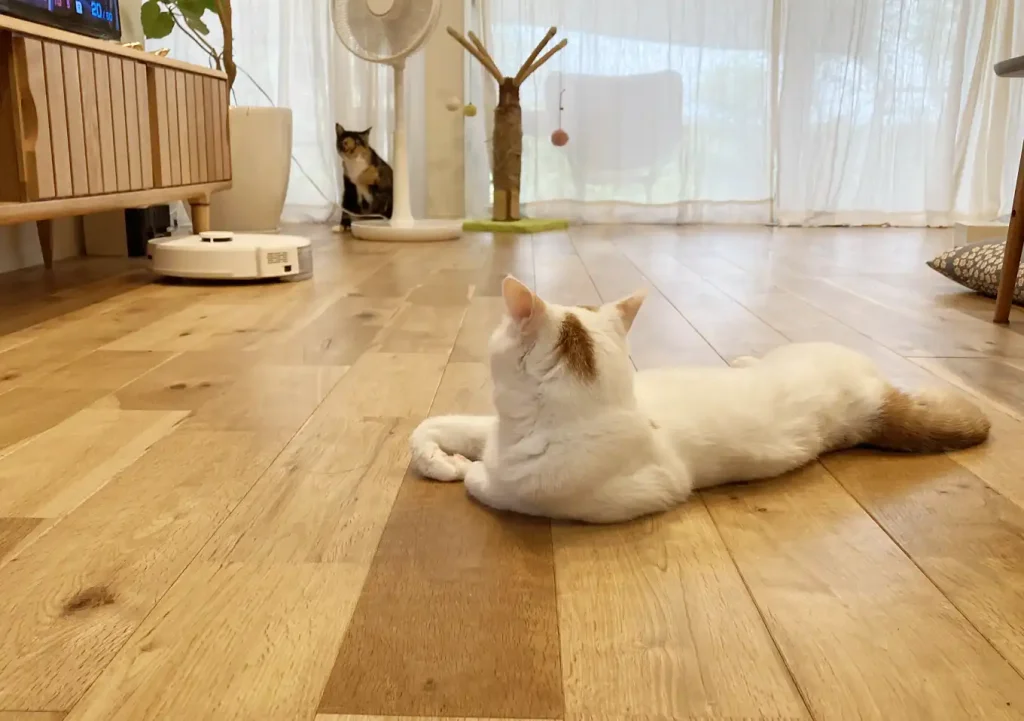 猫とお掃除ロボットの共生／ルンバ使える？使えない？掃除機