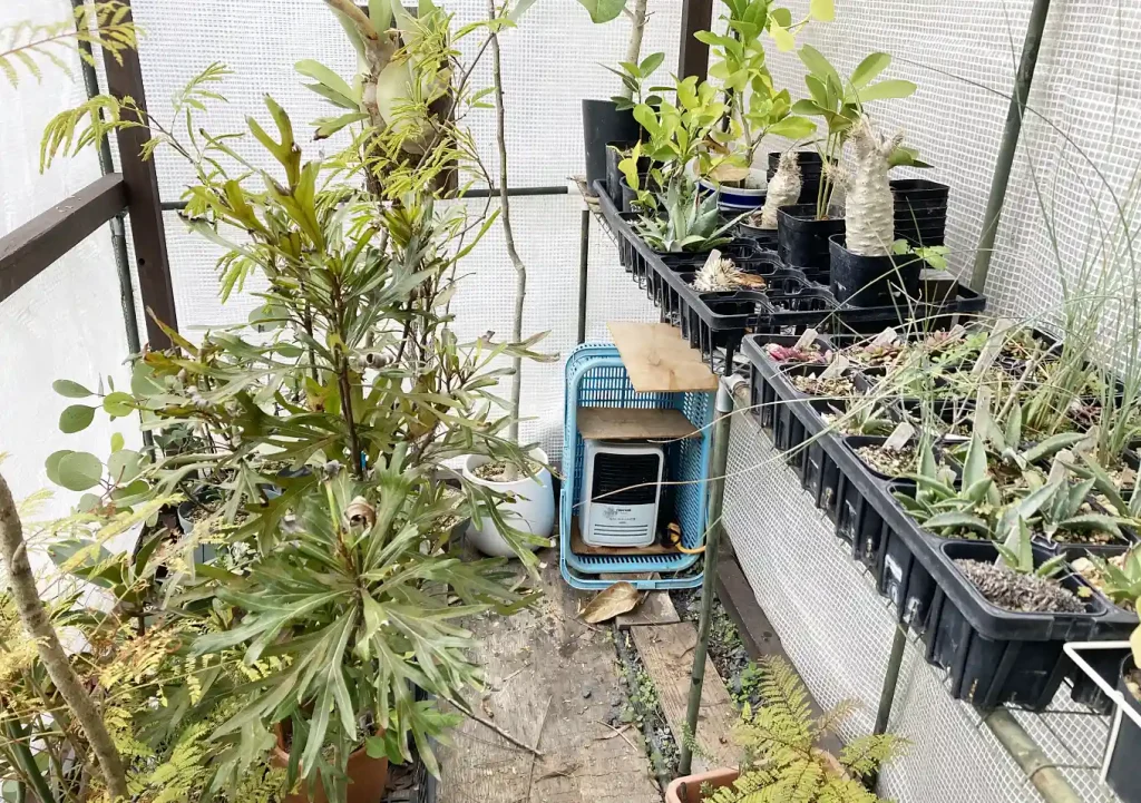 【越冬管理】南国熱帯植物/ジャカランダ、バオバブ、パキポディウム、サボテン/オージー、ネイティブプランツ、塊根植物/簡易温室保温方法/ヒーター