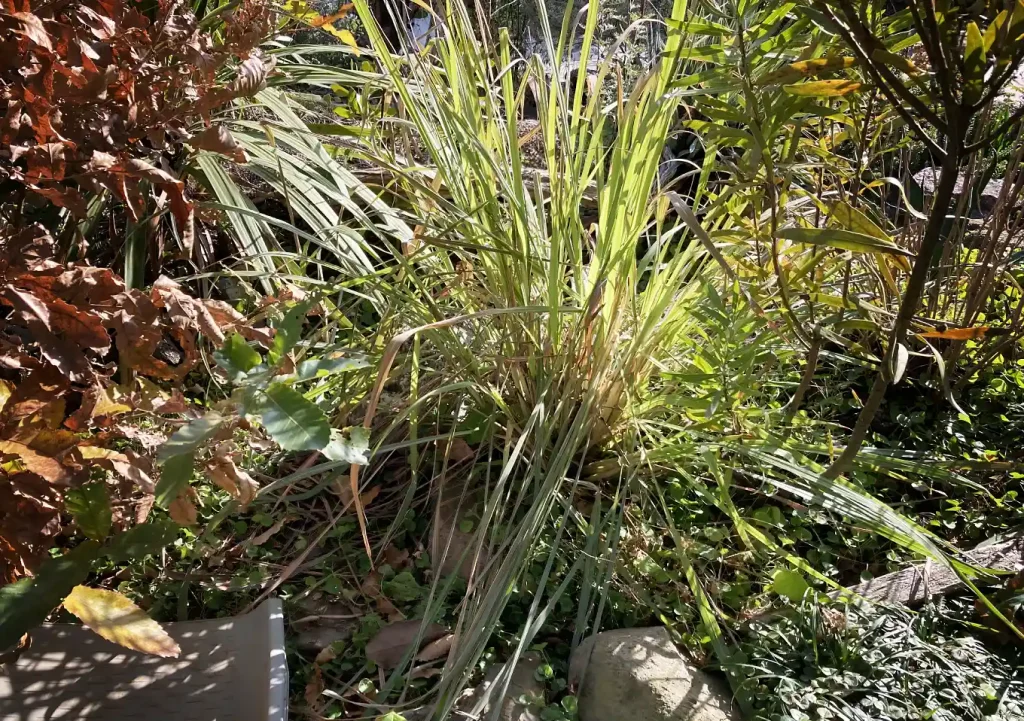 【株分け】レモングラスの冬場管理方法／路地栽培／関東の氷点下での耐寒性は？枯れる／ハーブ地植え