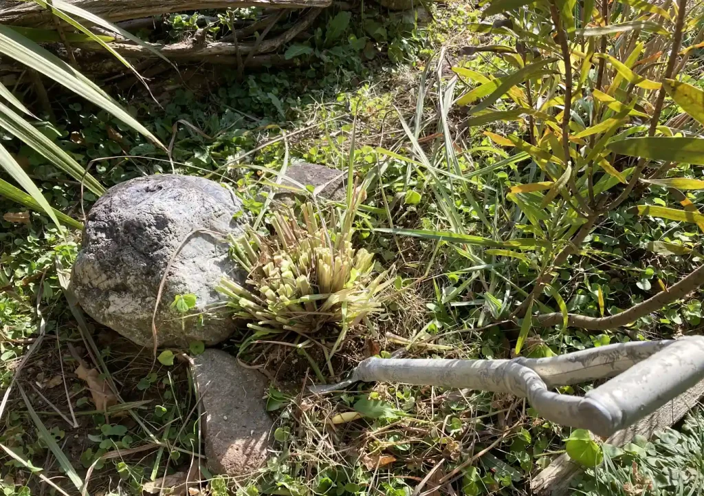 【株分け】レモングラスの冬場管理方法／路地栽培／関東の氷点下での耐寒性は？枯れる／ハーブ地植え