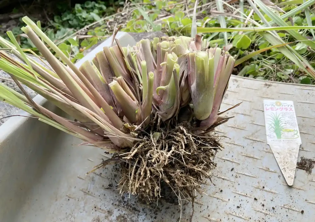 【株分け】レモングラスの冬場管理方法／路地栽培／関東の氷点下での耐寒性は？枯れる／ハーブ地植え