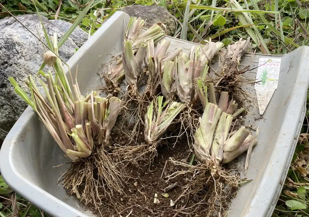 【株分け】レモングラスの冬場管理方法／路地栽培／関東の氷点下での耐寒性は？枯れる／ハーブ地植え