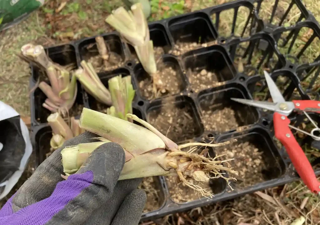 【株分け】レモングラスの冬場管理方法／路地栽培／関東の氷点下での耐寒性は？枯れる／ハーブ地植え
