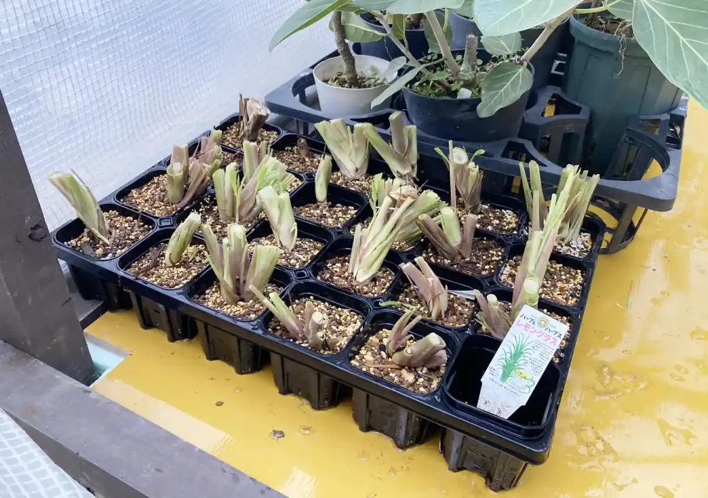 【株分け】レモングラスの冬場管理方法／路地栽培／関東の氷点下での耐寒性は？枯れる／ハーブ地植え