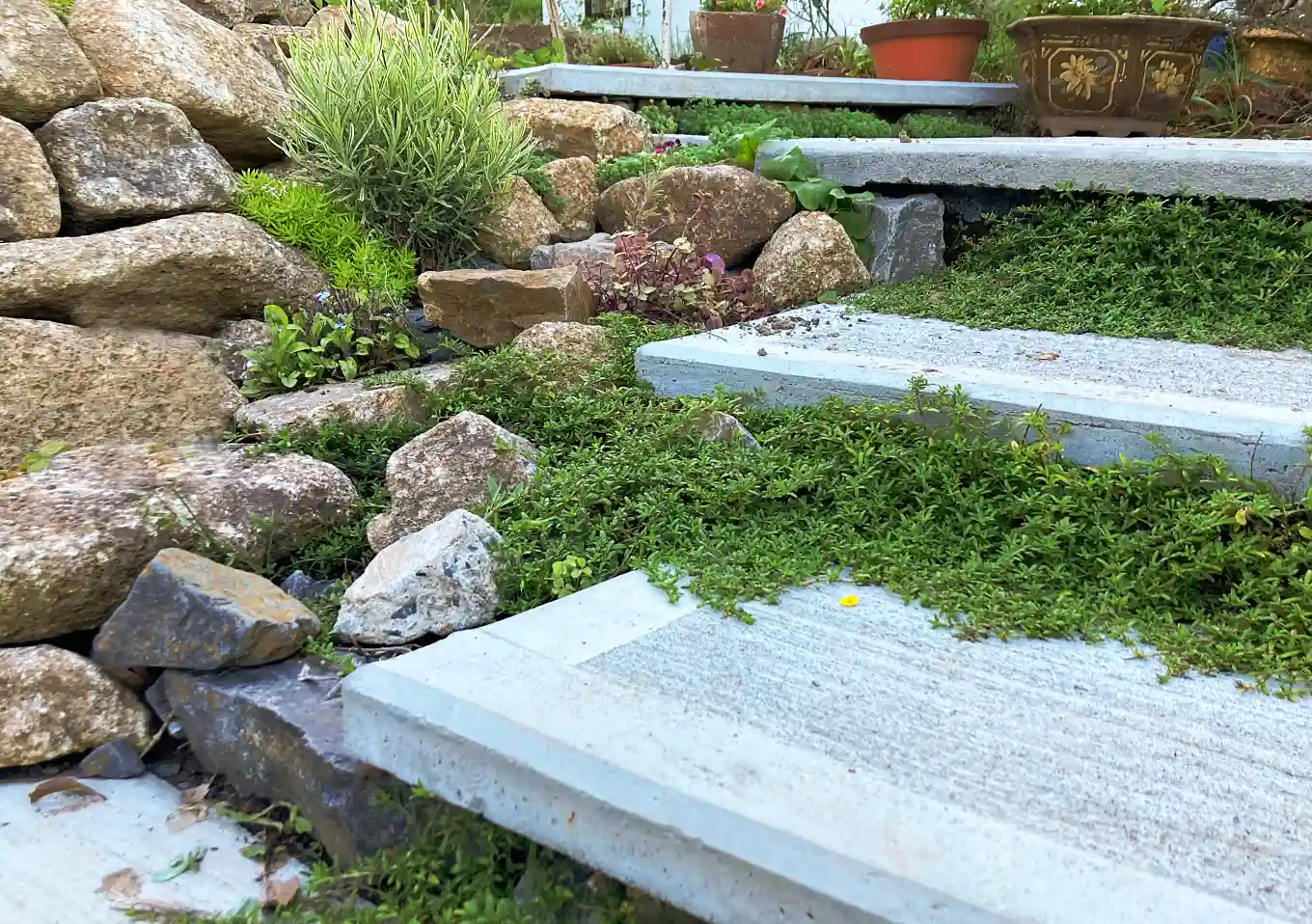 【簡単DIYガーデンアプローチ編】玄関エントランスの階段を自作する／コンクリート板／型枠作り方／グラウンドカバープランツ／植栽との共生ナチュラルガーデン・ロックガーデン