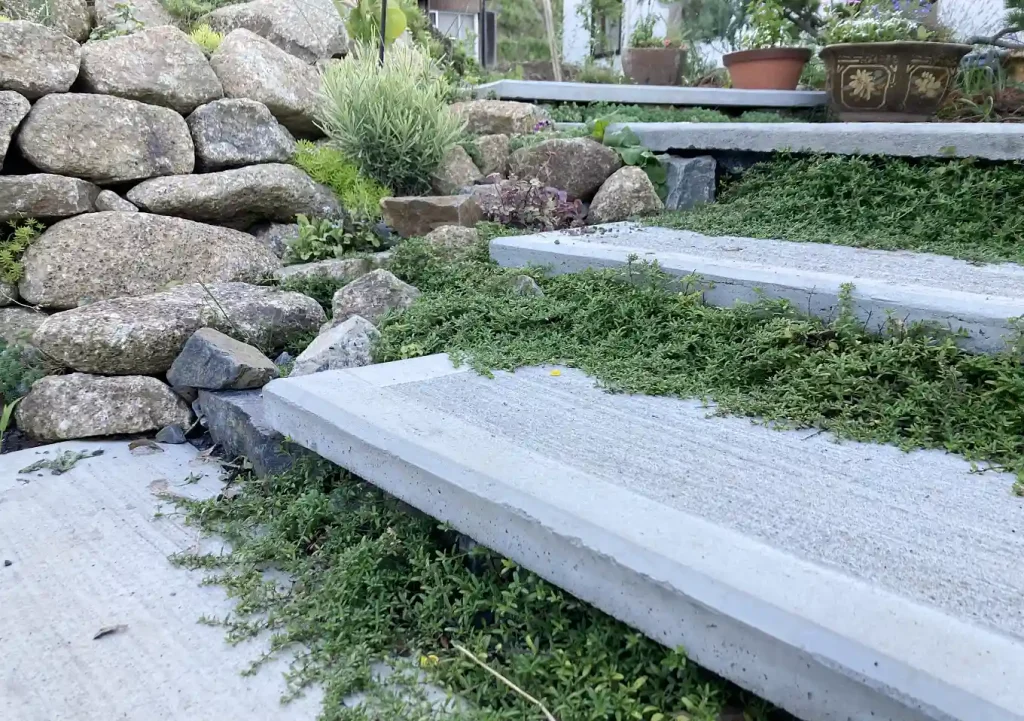 【簡単DIYガーデンアプローチ編】玄関エントランスの階段を自作する／コンクリート板／型枠作り方／グラウンドカバープランツ／植栽との共生ナチュラルガーデン・ロックガーデン
