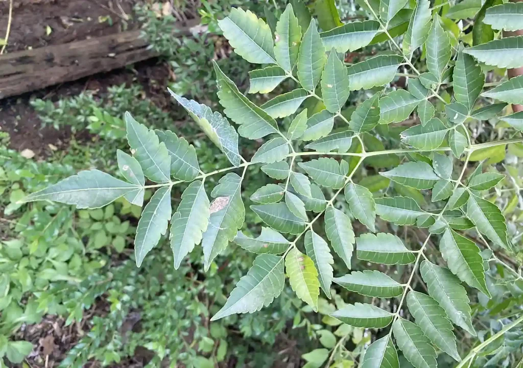 センダン（栴檀）の木の人力移植DIY／実_落葉樹庭木ガーデニング／雑木の庭／樹高育て方_鳥を呼ぶ木