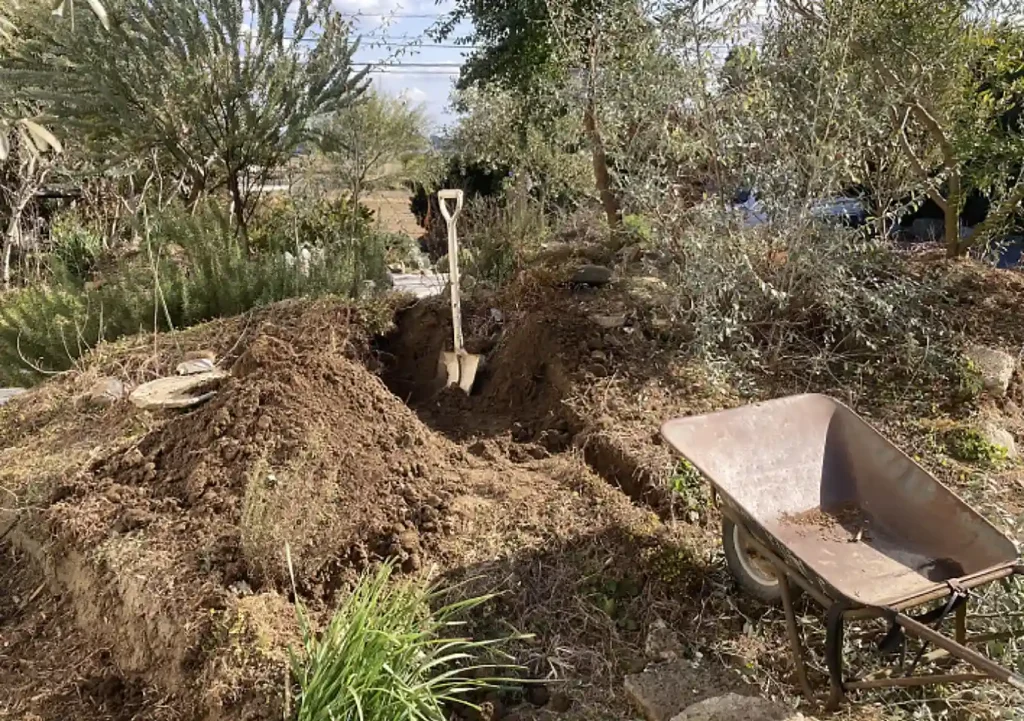 センダン(栴檀)の木の人力移植DIY/実_落葉樹庭木ガーデニング/雑木の庭/樹高育て方_鳥を呼ぶ木