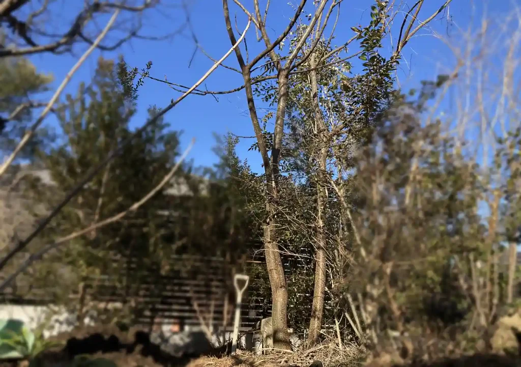 センダン（栴檀）の木の人力移植DIY／実_落葉樹庭木ガーデニング／雑木の庭／樹高育て方_鳥を呼ぶ木