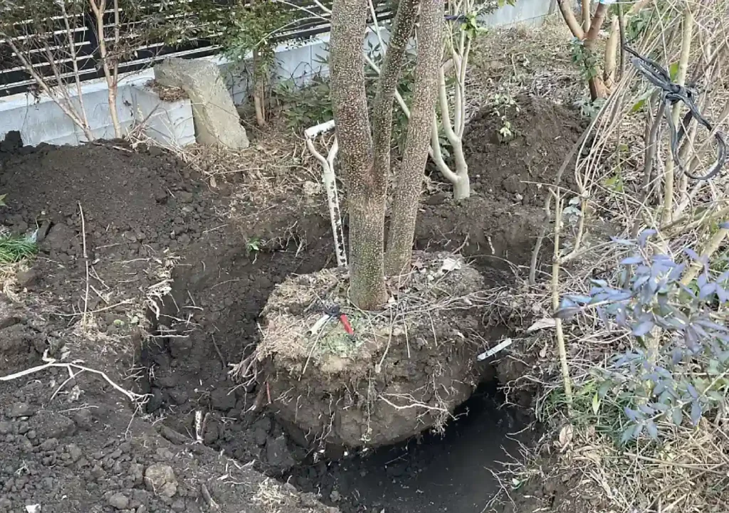 センダン（栴檀）の木の人力移植DIY／実_落葉樹庭木ガーデニング／雑木の庭／樹高育て方_鳥を呼ぶ木