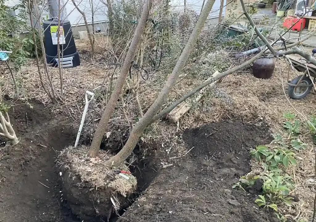 センダン(栴檀)の木の人力移植DIY/実_落葉樹庭木ガーデニング/雑木の庭/樹高育て方_鳥を呼ぶ木