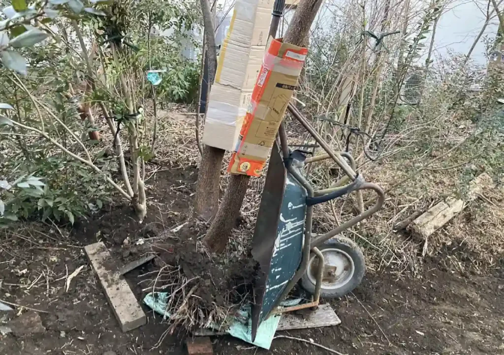 センダン(栴檀)の木の人力移植DIY/実_落葉樹庭木ガーデニング/雑木の庭/樹高育て方_鳥を呼ぶ木