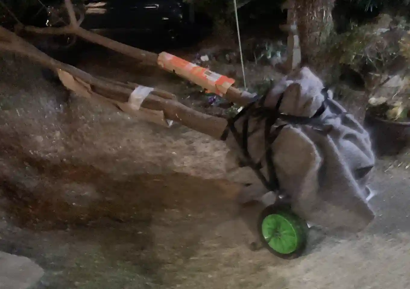 センダン（栴檀）の木の人力移植DIY／実_落葉樹庭木ガーデニング／雑木の庭／樹高育て方_鳥を呼ぶ木