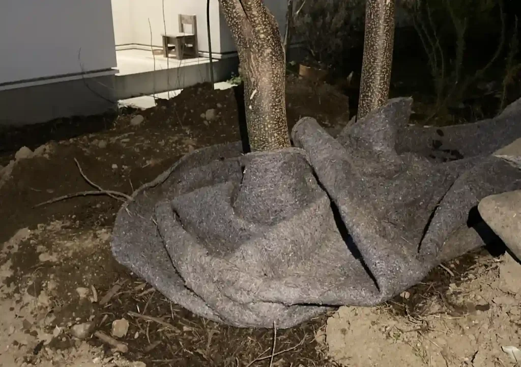 センダン(栴檀)の木の人力移植DIY/実_落葉樹庭木ガーデニング/雑木の庭/樹高育て方_鳥を呼ぶ木