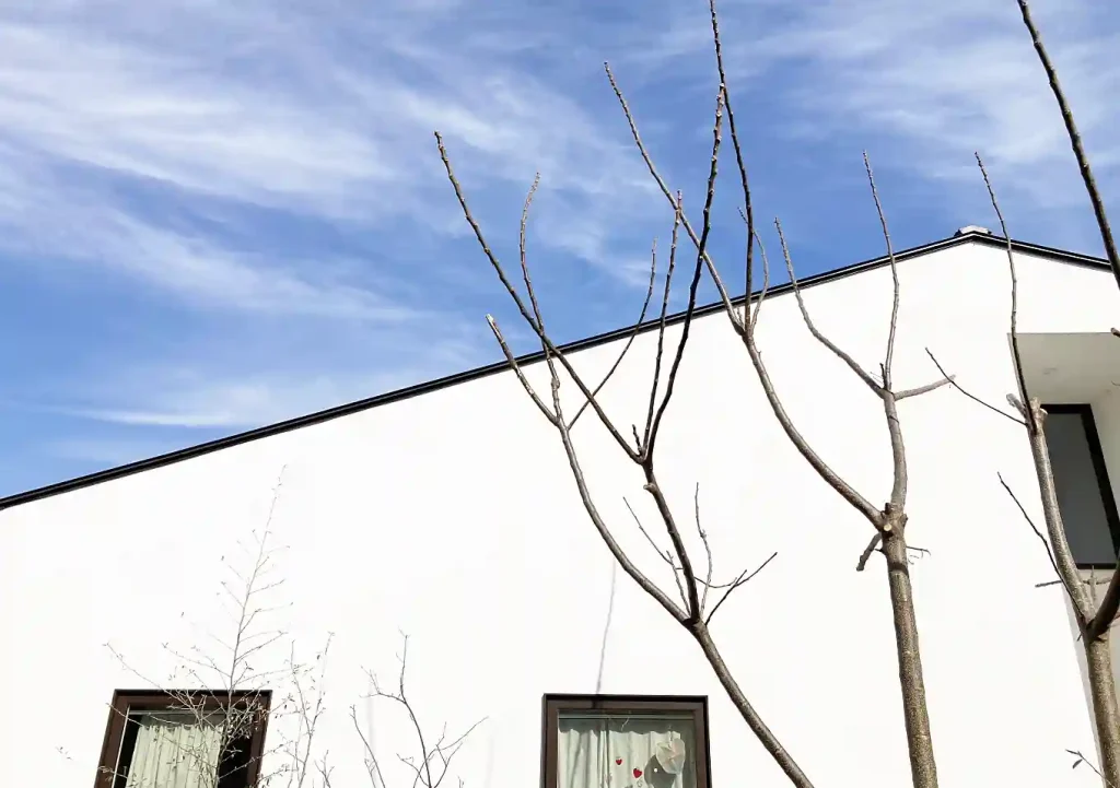 センダン（栴檀）の木の人力移植DIY／実_落葉樹庭木ガーデニング／雑木の庭／樹高育て方_鳥を呼ぶ木