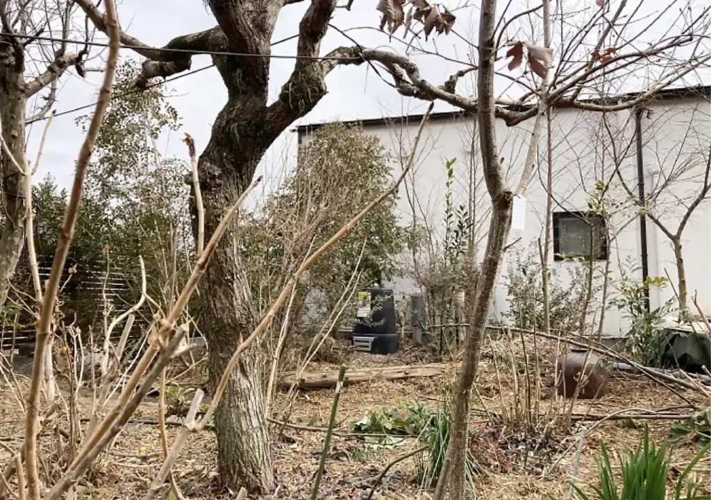 センダン（栴檀）の木の人力移植DIY／実_落葉樹庭木ガーデニング／雑木の庭／樹高育て方_鳥を呼ぶ木