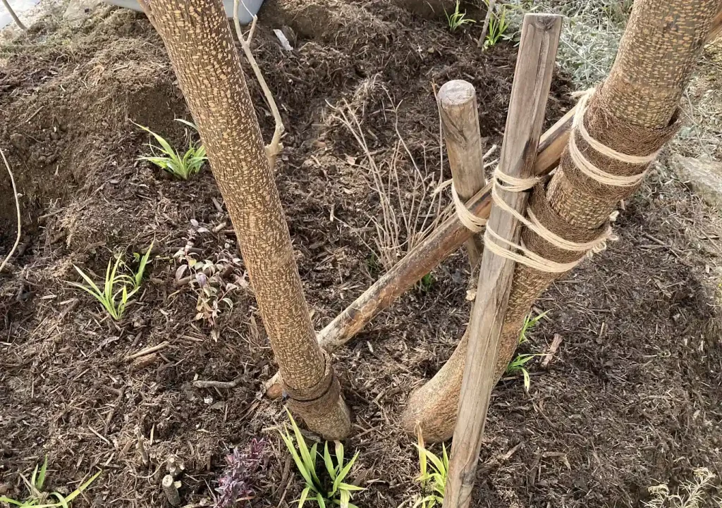 センダン（栴檀）の木の人力移植DIY／実_落葉樹庭木ガーデニング／雑木の庭／樹高育て方_鳥を呼ぶ木／支柱固定方法