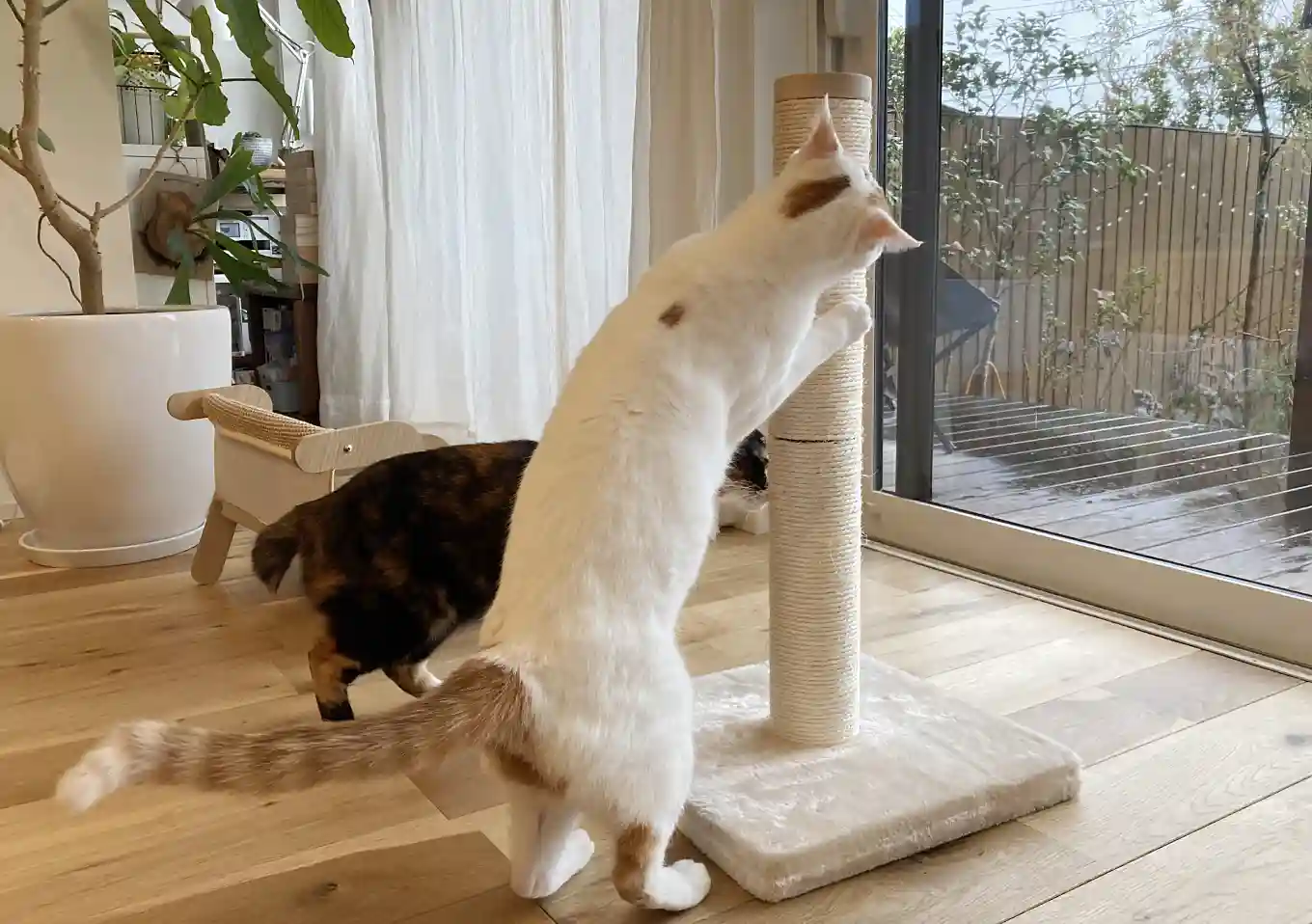 猫壱・バリバリつめとぎポール（インプレ口コミ）／使ってみた感想／猫用スタンド型／シンプルで丈夫／高さ