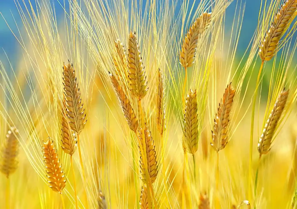 【猫草の育て方・DIY】ダイソーの機能鉢で簡単おしゃれに麦を育てる／水やりしやすい栽培