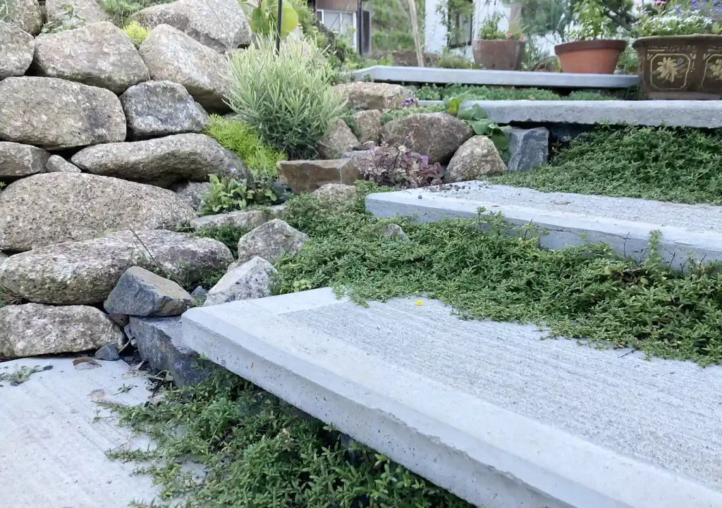 クリーピングタイム／這性植物で作る壁面植栽／階段・石積み（木曽石）作り方とレイアウト