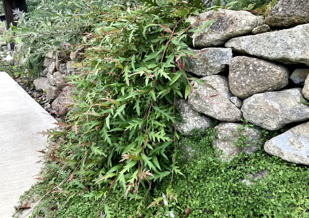 グレビレア／這性植物で作る壁面植栽／石積み（木曽石）作り方とレイアウト