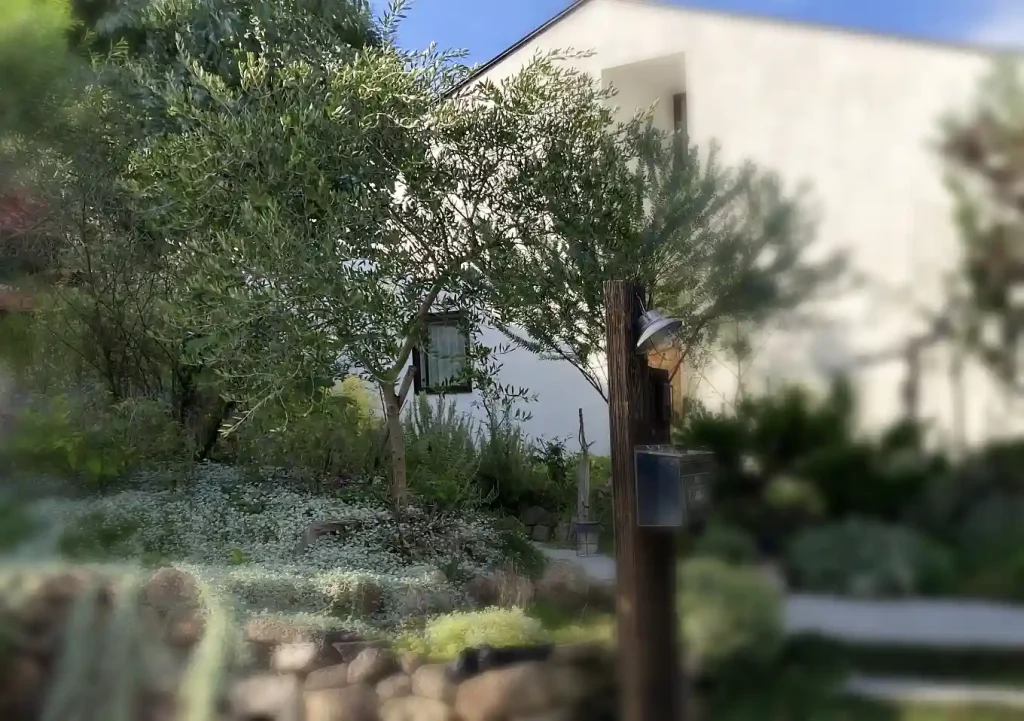 オリーブの木にゾウムシ!幹に穴と木屑/害虫被害の駆除対処方法/枯れかけている樹の復活のためにしたこと