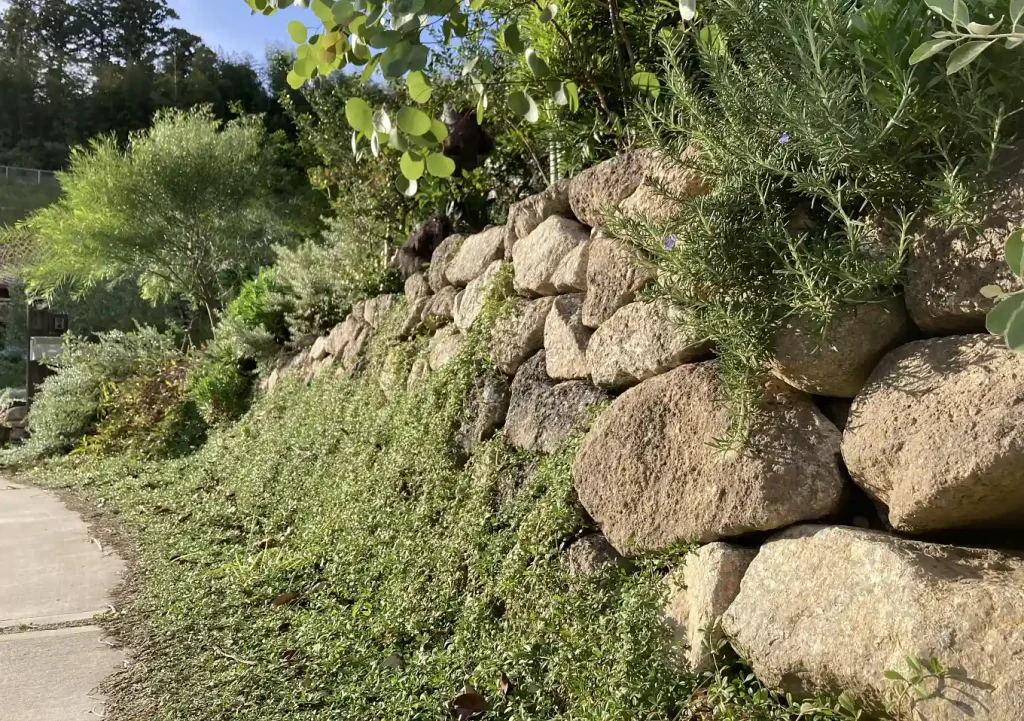 ヒメイワダレソウ／這性植物で作る壁面植栽／石積み（木曽石）作り方とレイアウト