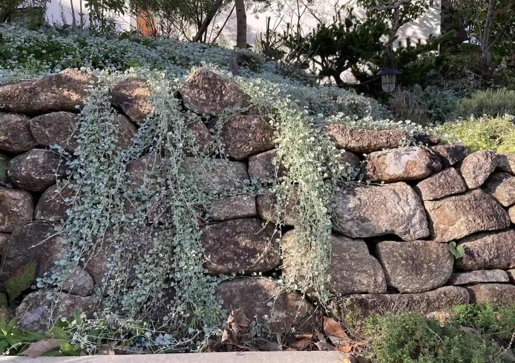 シルバーダイコンドラ／這性植物で作る壁面植栽／石積み（木曽石）作り方とレイアウト