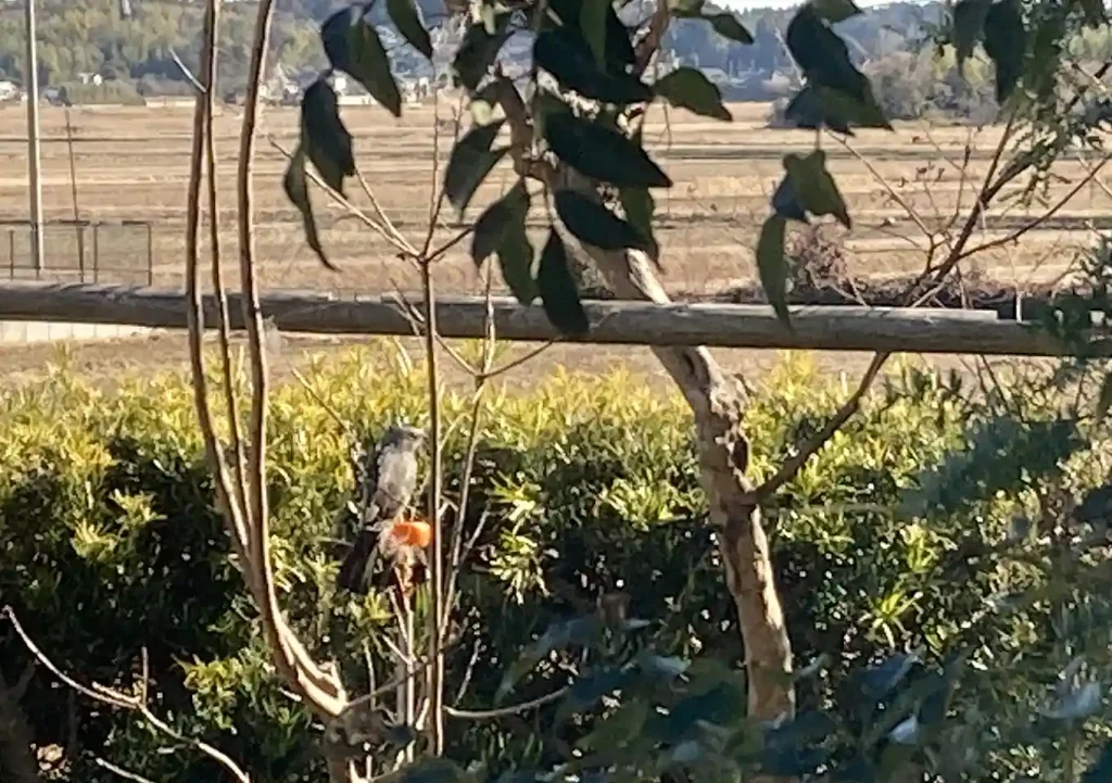 ヒヨドリ対策／小鳥用バードフィーダーの作り方／ダイソーアイテムで簡単設置