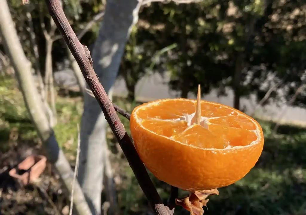 ヒヨドリ対策／小鳥用バードフィーダーの作り方／ダイソーアイテムで簡単設置