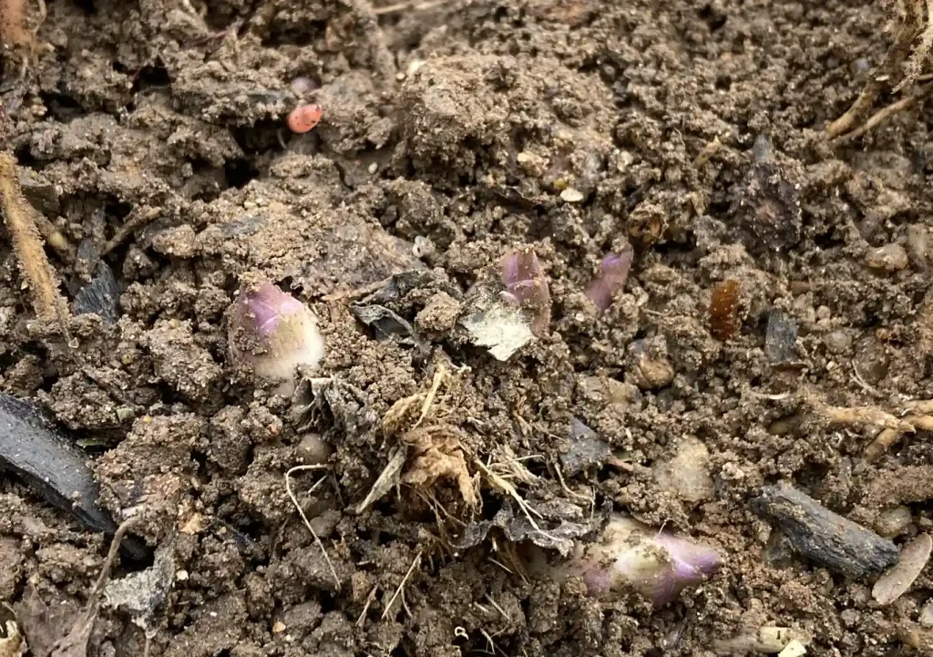 ギボウシ(ホスタ)の株分け方法。2月の庭仕事/宿根草の移植/シェードガーデン/ナチュラルリーフ