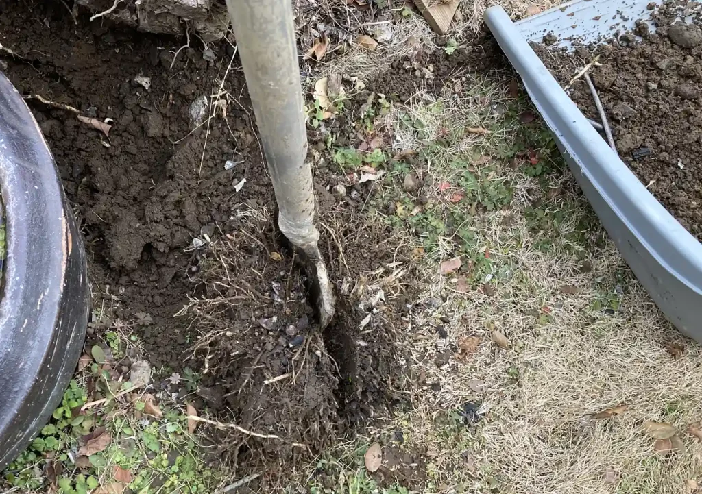 ギボウシ(ホスタ)の株分け方法。2月の庭仕事/宿根草の移植/シェードガーデン/ナチュラルリーフ