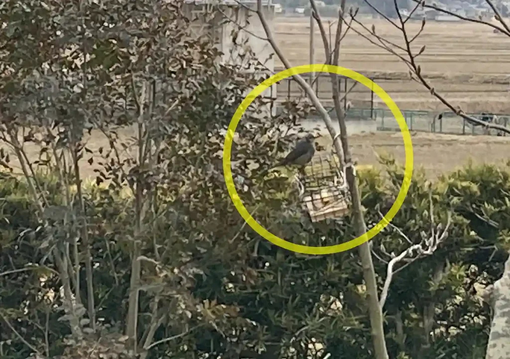 ヒヨドリ対策／小鳥用バードフィーダーの作り方／ダイソーアイテムで簡単設置