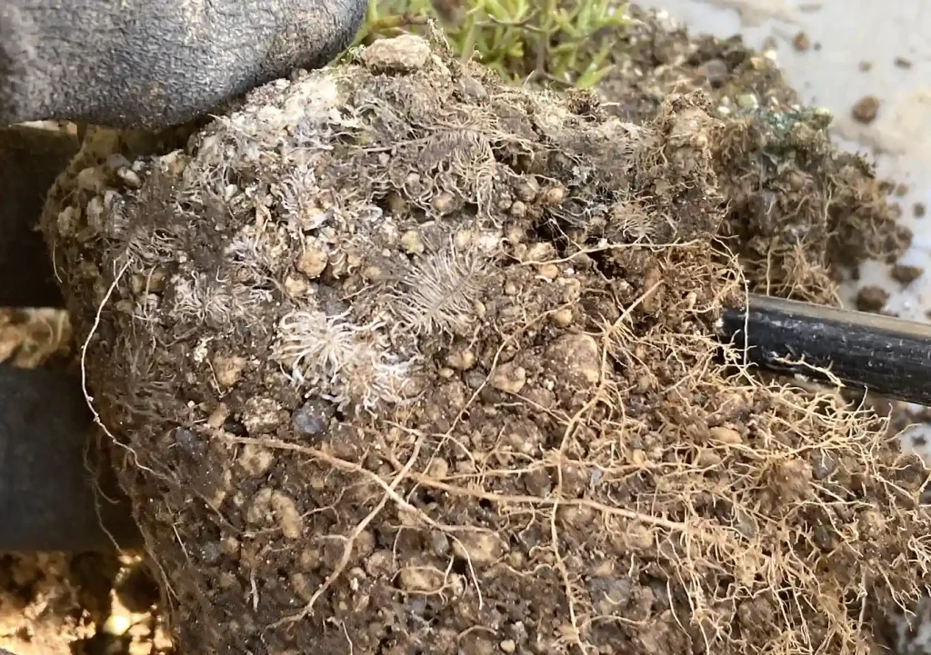 オージープランツ（ネイティブプランツ）の植替え／おすすめ培養土の配合比率／キリンの木／イソポゴン／バーゼリアのクラスター根／移植