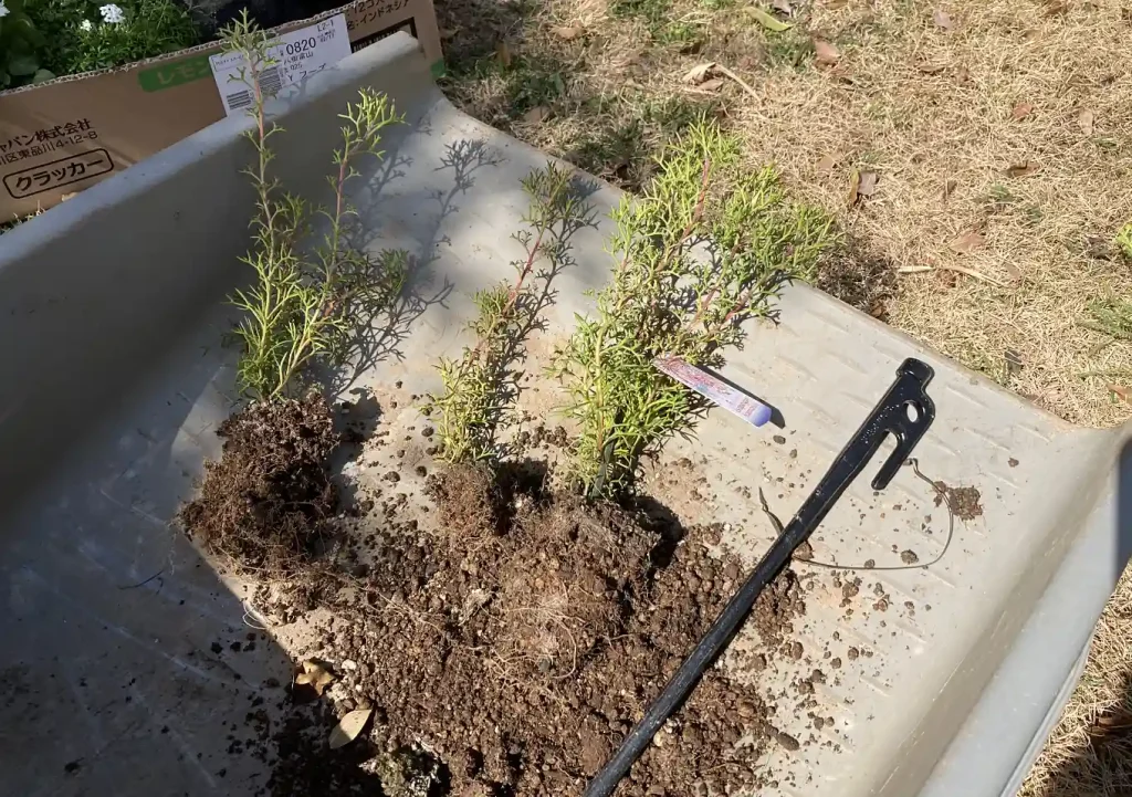 オージープランツ（ネイティブプランツ）の植替え／おすすめ培養土の配合比率／キリンの木／イソポゴン／バーゼリアのクラスター根／移植