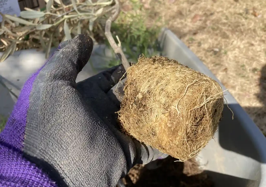 オージープランツ（ネイティブプランツ）の植替え／おすすめ培養土の配合比率／キリンの木／イソポゴン／バーゼリアのクラスター根／移植