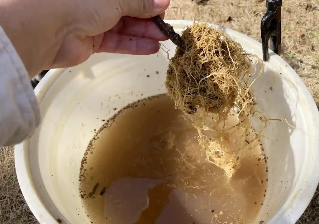 オージープランツ（ネイティブプランツ）の植替え／おすすめ培養土の配合比率／キリンの木／イソポゴン／バーゼリアのクラスター根／移植