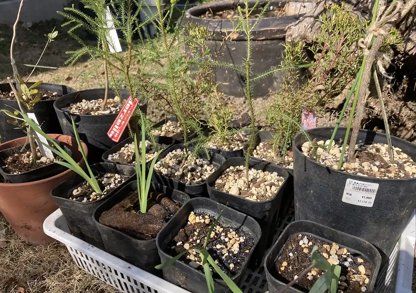 オージープランツ（ネイティブプランツ）の植替え／おすすめ培養土の配合比率／キリンの木／イソポゴン／バーゼリアのクラスター根／移植