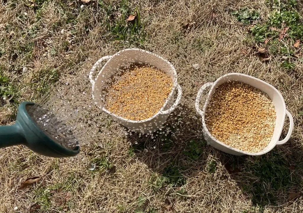 【猫草の育て方・DIY】ダイソーの機能鉢で簡単おしゃれに麦を育てる／水やりしやすい栽培